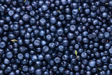 Freshly picked organic blueberries.