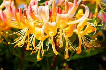 Honeysuckle (Lonicera periclymenum) on a sunny August afrernoon