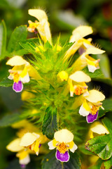 Large-flowewed Hemp-nettle (Galeopsis speciosa) on a July afternoon