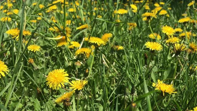 lawn pode dandelions summer day on field of green grass