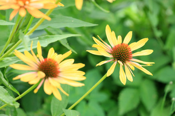 Echinacea