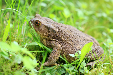 Kröte