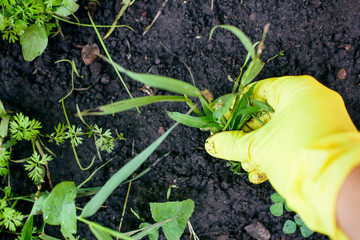 Woman hand in garden glove pulling out  weeds.