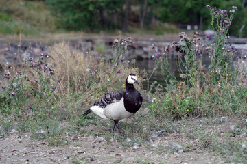 Bernache nonnette sur l'île de Suomenlinna