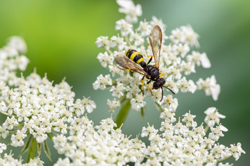 Feldwespe in der freien Natur