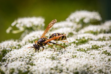 Feldwespe in der freien Natur