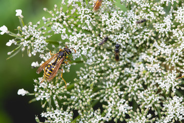 Feldwespe in der freien Natur