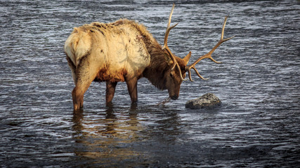 Bull Elk Foraging