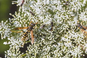 Feldwespe in der freien Natur