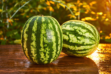Fresh ripe striped watermelon on wooden table with blurred garden sunset background. Food, Fruits or healthcare concept.
