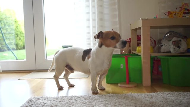 dog jack russell terrier stands on the floor, twists his head