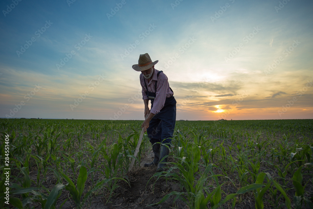 Sticker Farmer hoeing corn field from weed