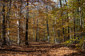 autumn trail view at jug bay wetlands sanctuary natural resources area in southern anne arundel...