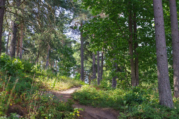 Fototapeta na wymiar Forêt finlandaise