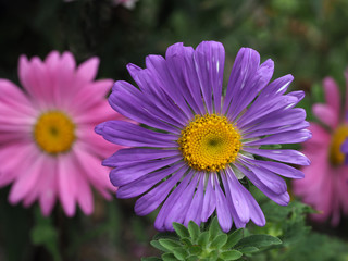 Lila und rosa Asternblüten