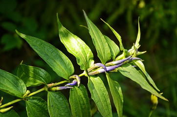 mountain plant Gentiana asclepiadea
