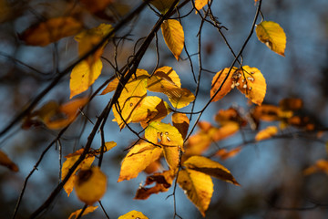 beech tree leaves in autumn at jug bay wetlands sanctuary in southern anne arundel county maryland