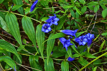 blue iris in the garden