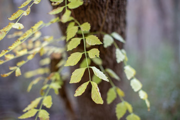 close up of trumpet vine foliage at flag pond nature park in calvert county maryland along the...
