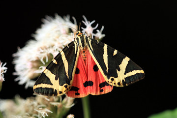 Russischer Bär © Eileen Kumpf