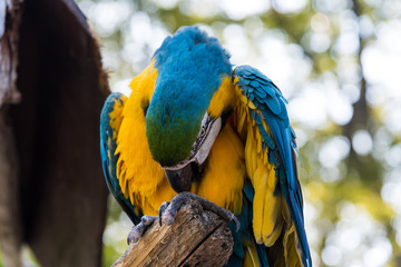 ルリコンゴウインコ