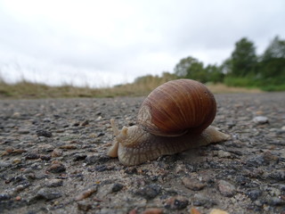 Weinbergschnecke / roman snail