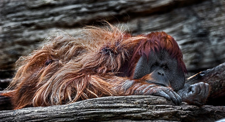 Bornean orangutan male on the stone. Latin name - Pongo pygmaeus abelii