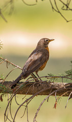 Robin in Tree Looking at Photographer, Portlad, Colorado
