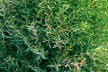 Fototapeta premium Green leaves on a Bush in autumn on a Sunny day