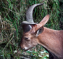 Young east caucasian tur's head. Latin name - Capra cylindricornis