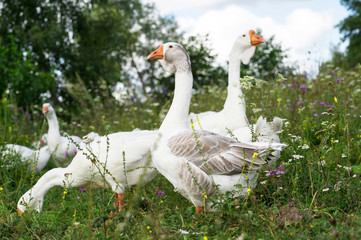 The leader of the flock and the goose carry out parental supervision over the growing Chicks on the blossoming meadow.