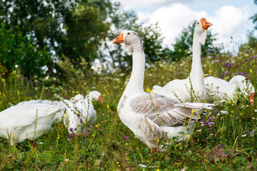 The leader of the flock and the goose carry out parental supervision over the growing Chicks on the blossoming meadow.