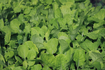 Chinese Cabbage in vegetable garden