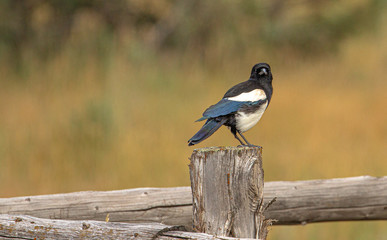 Black-billed Magpie on Fencepost, Portland, Colorado