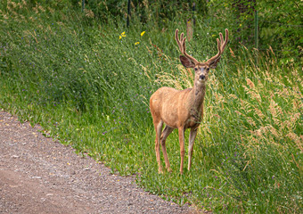 Mule Deer Looking at Photographer, Portland, Colorado