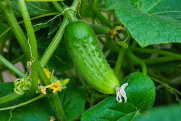 Cucumber in vegetable garden. Cucumis sativus an annual herbaceous plant of the Cucurbitaceae family, vegetable crops. Yellow flower and green cucumber. Cucumber in vegetable garden close up.