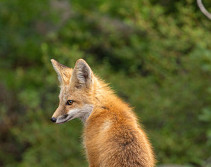 Red Fox, Ouray, Colorado