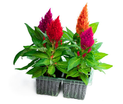 Set of colorful celosia plant isolated on white