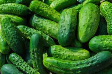 Green cucumbers background. Cucumbers latin name - Cucumis sativus. Fresh cucumbers in the market. Beautiful decor with fresh cucumbers in the form of an even row. 