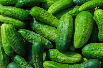 Green cucumbers background. Cucumbers latin name - Cucumis sativus. Fresh cucumbers in the market. Beautiful decor with fresh cucumbers in the form of an even row. 