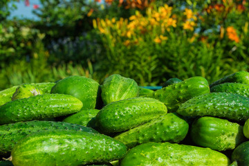 Green cucumbers background. Cucumbers latin name - Cucumis sativus.Cucumbers on the grass on the garden background. Beautiful decor with fresh cucumbers in the form of an even row. 