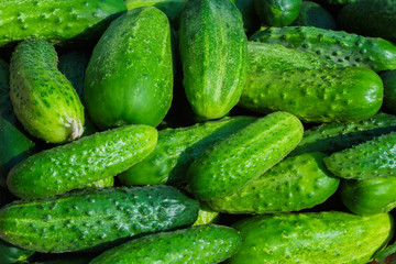 Green cucumbers background. Cucumbers latin name - Cucumis sativus. Fresh cucumbers in the market. Beautiful decor with fresh cucumbers in the form of an even row. Rich harvest Concept.