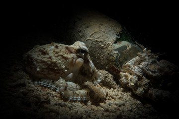 Sprite Octopus