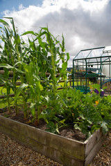 Fototapeta na wymiar Sweetcorn and courgette growing in a raised vegetable bed plot. With greenhouse in the background