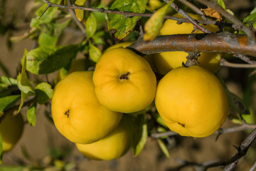 Cydonia oblonga quince. Ripe yellow fruits quince. Quince grow on quince bush with green foliage in fruit garden. Quince close up.