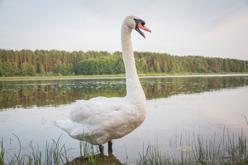 white swan swims in a forest lake