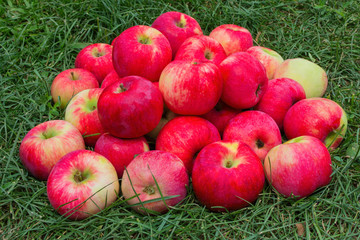 Red Apples on the Grass. Apples in the garden. Heap apples on green grass. Heap apples close up.