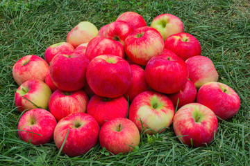 Red Apples on the Grass. Apples in the garden. Heap apples on green grass. Heap apples close up.