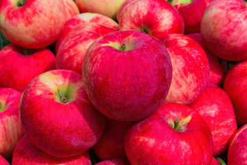 Heap of Apples. Background from ripe apples. Freshly harvested organic apples. Apples Red-yellow like a background. Apples close up.