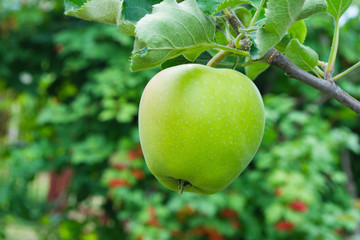 Green apples on a tree. Green apples on a branch ready to be harvested, outdoors, selective focus. Fresh green apples on tree in summer garden. Green apples on tree close up.